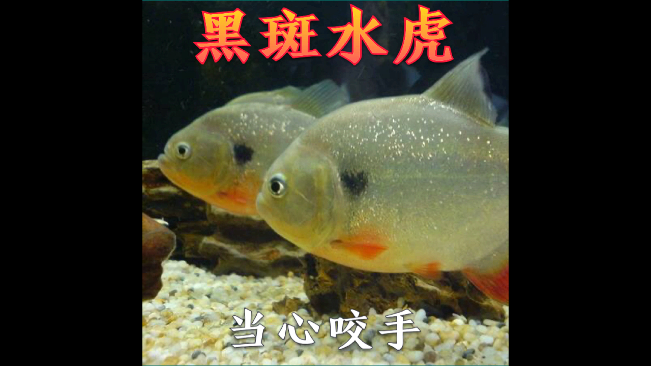 热带观赏鱼、黑斑水虎鱼