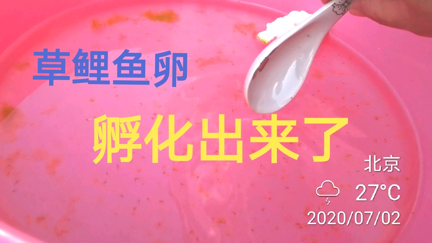 草鲤鱼卵,第三天开始孵化出来了,捞了三百只苗