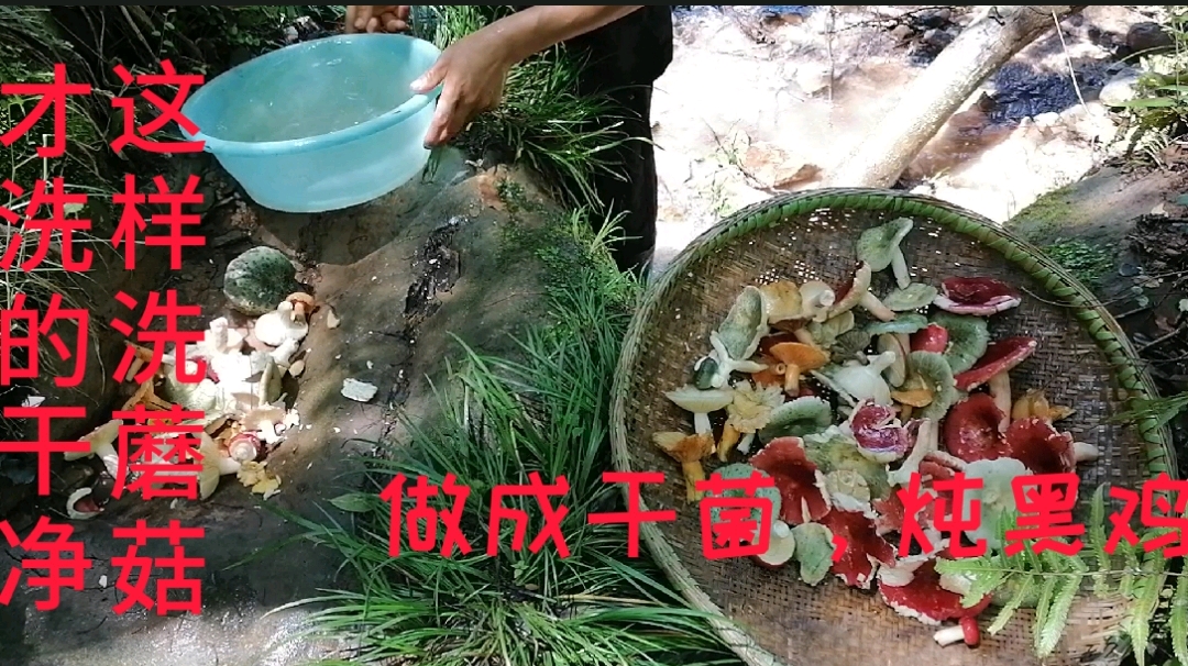 夏天采蘑菇做成干菌子,天凉了做道黑鸡炖野蘑菇,重拾最美的味道