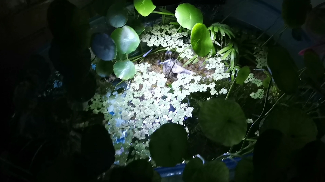 给家里的冷水鱼排名次!以饲养容易度,品种和繁殖等综合因素排名