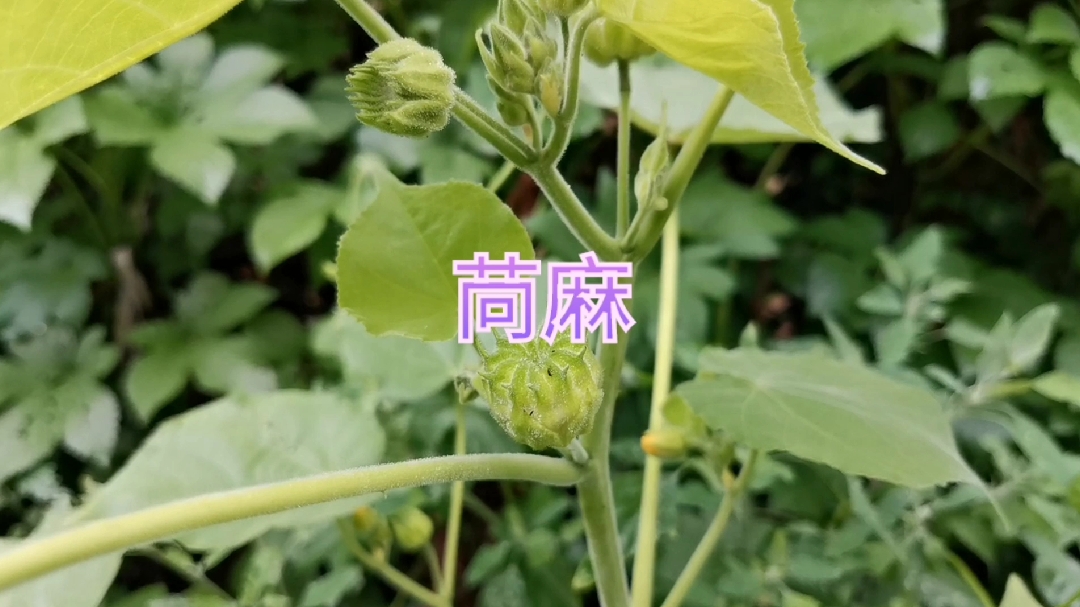 苘麻,农村人常用它来煮水泡脚,一起了解下用途吧