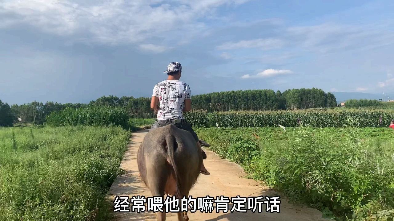 广西农村现实版的牧童骑牛,好潇洒的骑士