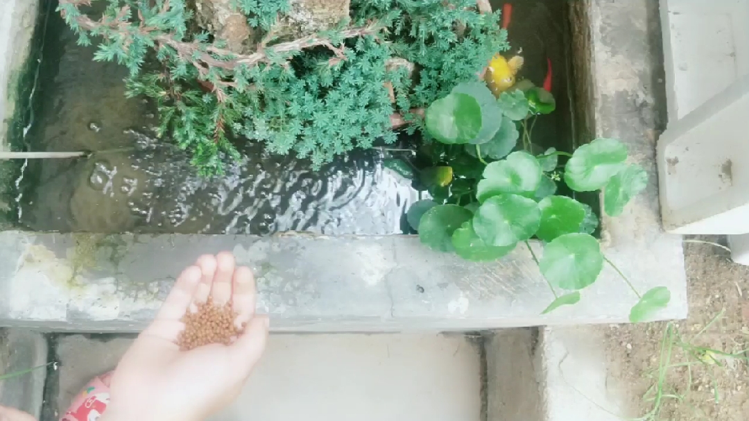 (大鱼海棠椿)椿还鲲命谁还湫命 一鲸落万物生