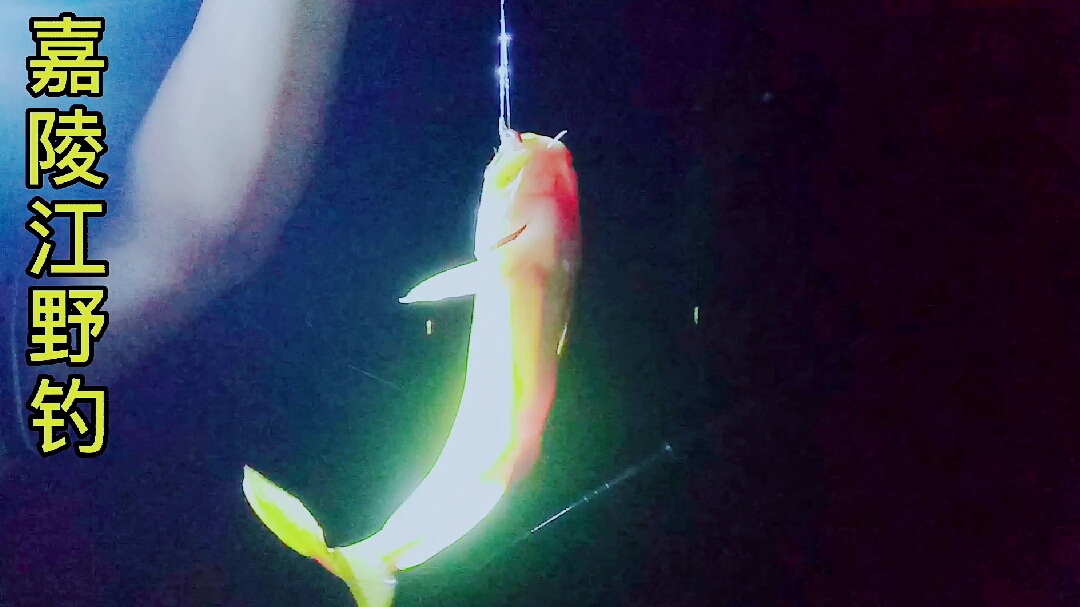 嘉陵江夜战目标鱼黄辣丁,鱼情好得都不想回家