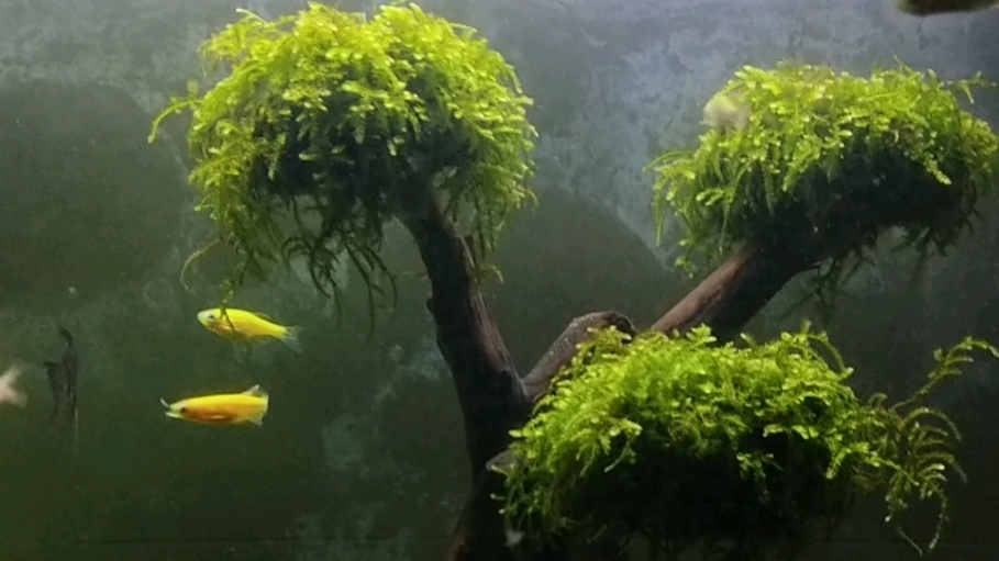 鱼缸近八个月没换水,直接导致莫斯树枯黄死掉