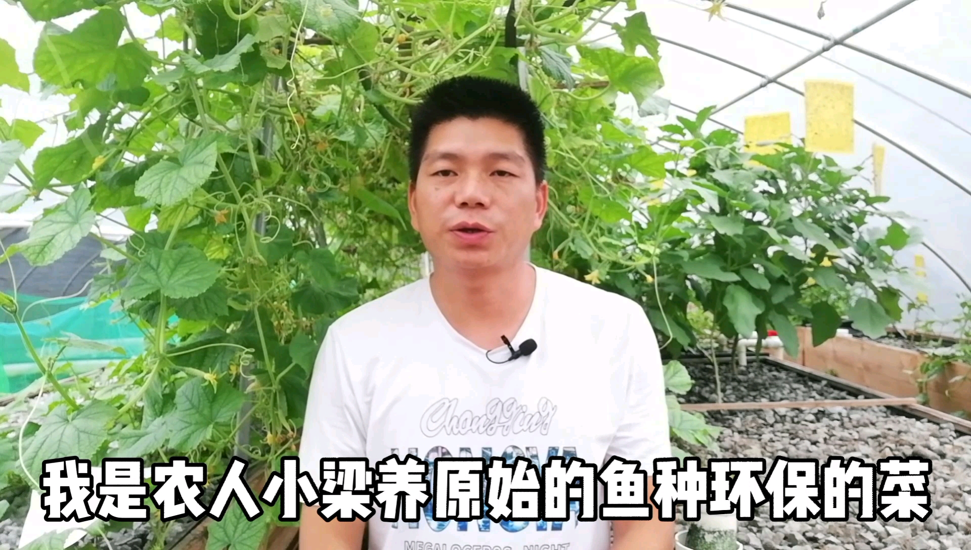 鱼塘养鱼氧气至关重要,鱼菜里面,氧气不够怎么办?