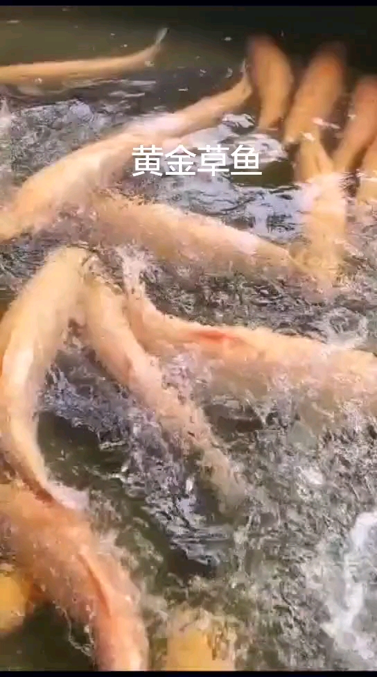黄金草鱼,养殖新品