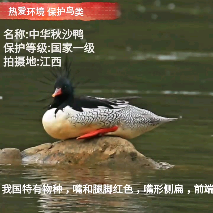 中华秋沙鸭  鸟类摄影欣赏