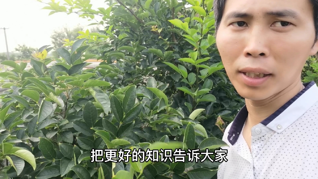 “花椒叶”比“花椒”用处还多,不仅可去除鱼腥味还有更多好处
