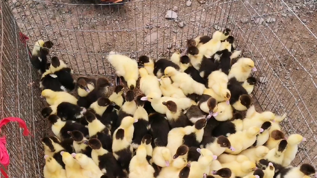 农村集市8元一只的小鸭子，比20000一只的柯尔鸭差在哪？太萌了