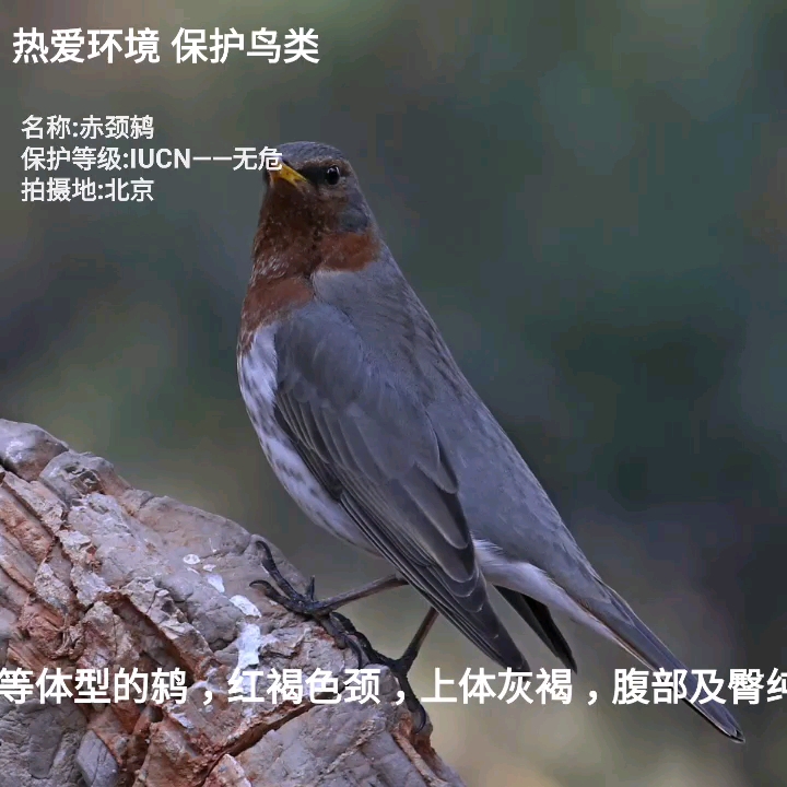赤颈鸫 鸟类摄影欣赏