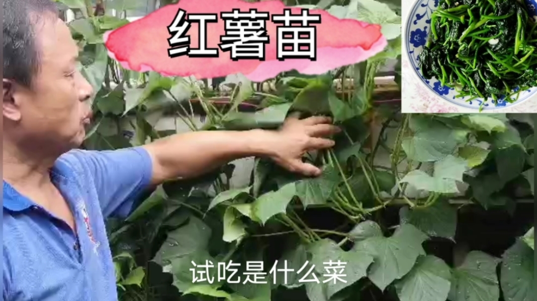 红薯苗健康好吃,易种植,像韭菜掐一茬长一茬