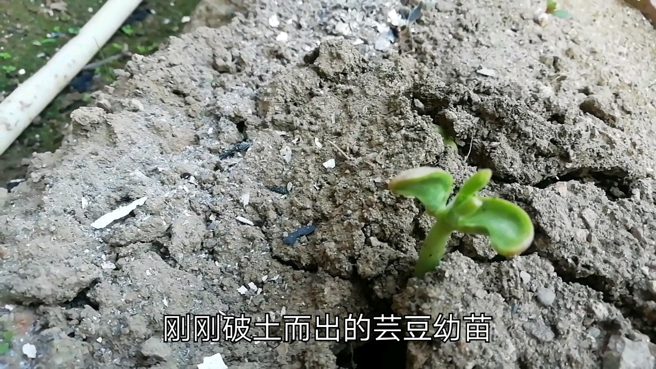 我的私家小菜园,麻雀虽小,五脏俱全,细心播种,等待收获