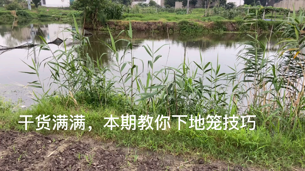 涨知识啦!本期教你正确下地笼技巧,鱼货满满!满载而归!
