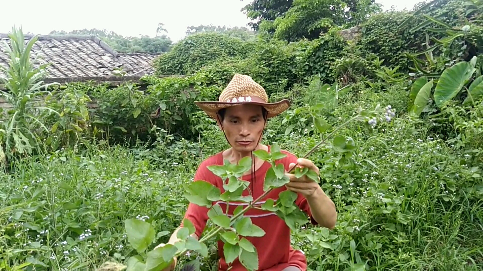 在农村有一种随处可见的中草药,止血效果非常好,你见过吗