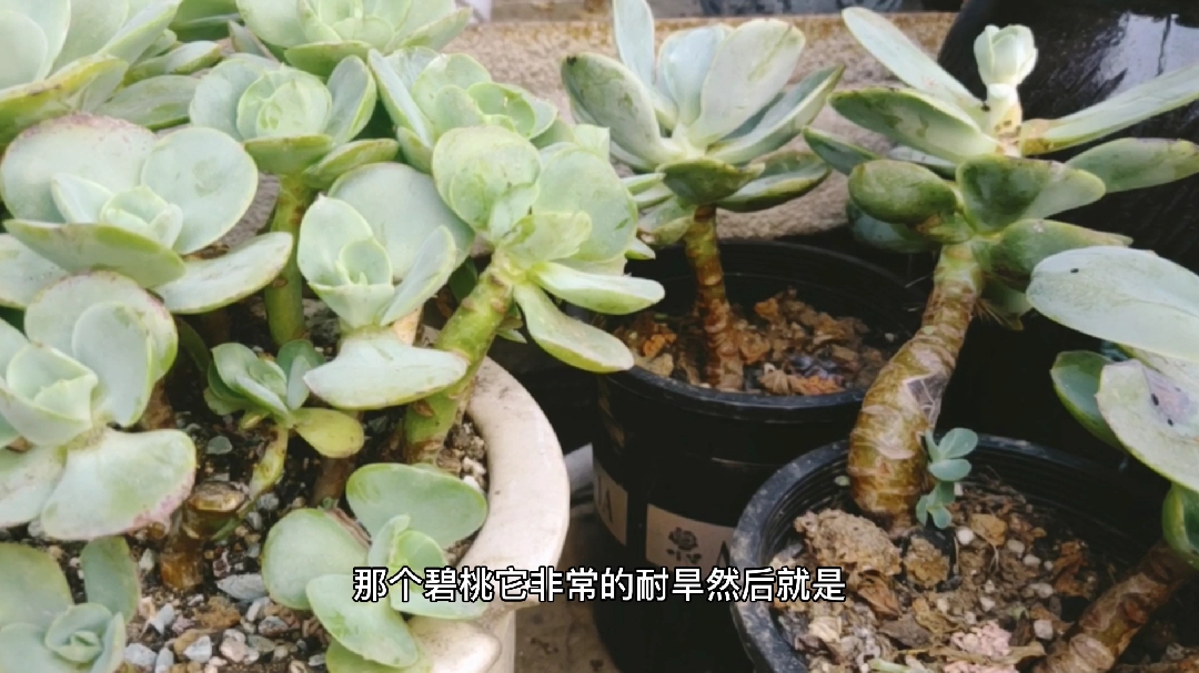 多肉“碧桃”的养护与爆盆的方法,它的缺点就是涨得太块