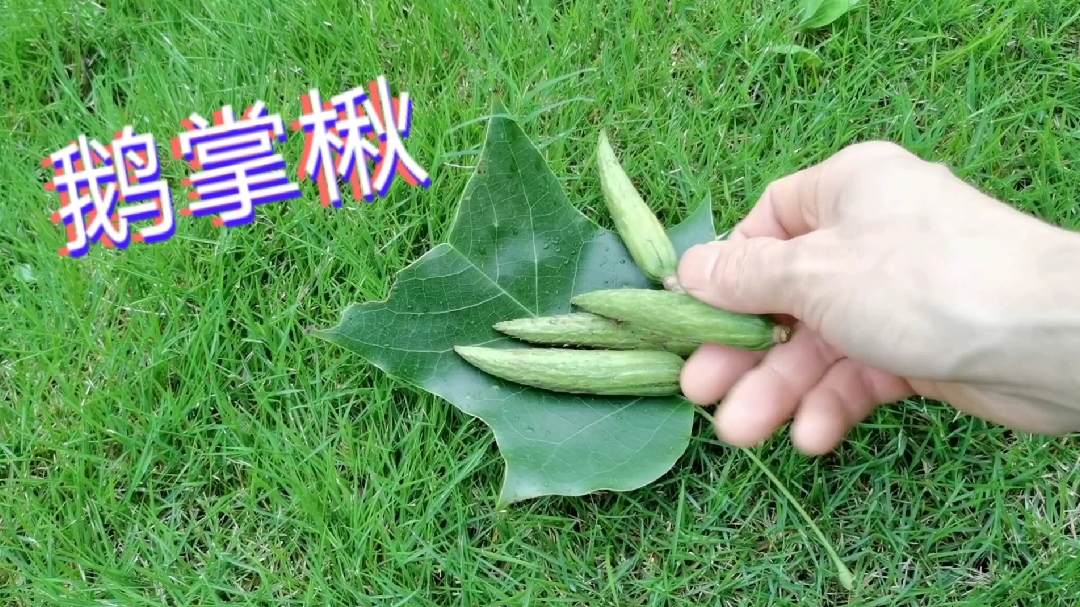 今天小杨只为您分享这“鹅掌楸”原来它价植这么高,您对它了解吗