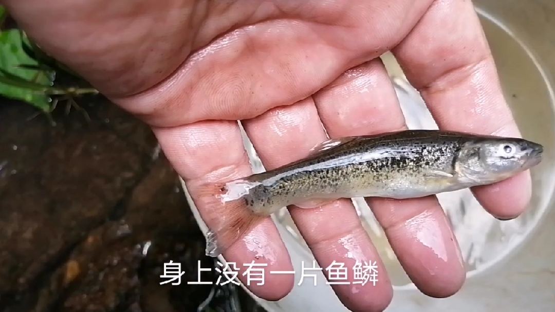 深山有一种无鳞鱼,比溪石斑鱼还要珍贵!你能叫出他的名字吗?
