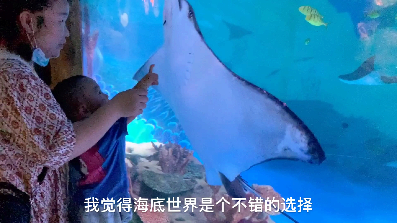 夏天就该去海底世界逛逛,各种各样的动物,让宝宝大开眼界