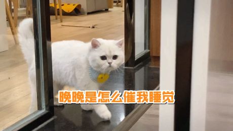 晚晚猫咪是怎么催我去睡觉