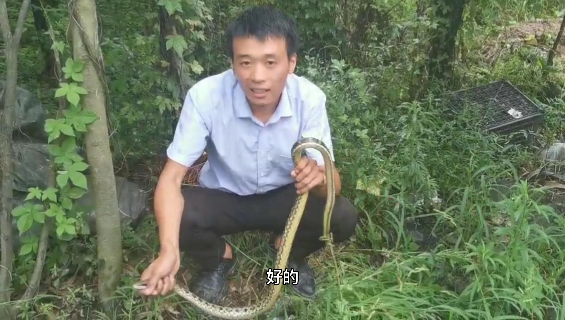 城区停车时遇见松花蛇,带到清江边上放生,保护野生动物我们在行