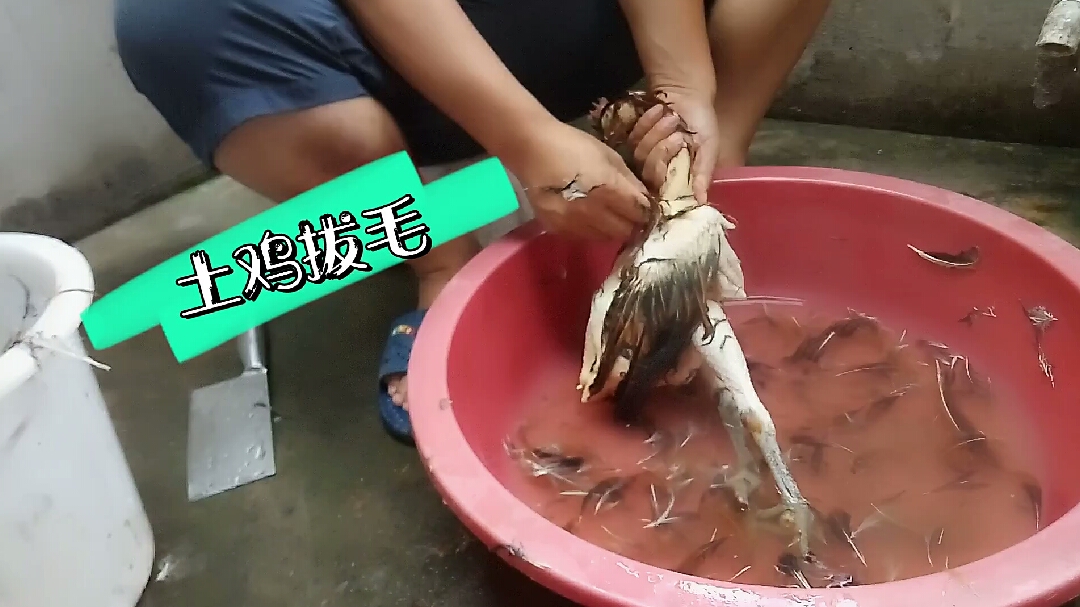 婆婆送一只土鸡,农村宝妈立马叫老公现杀活鸡,场面不敢直视