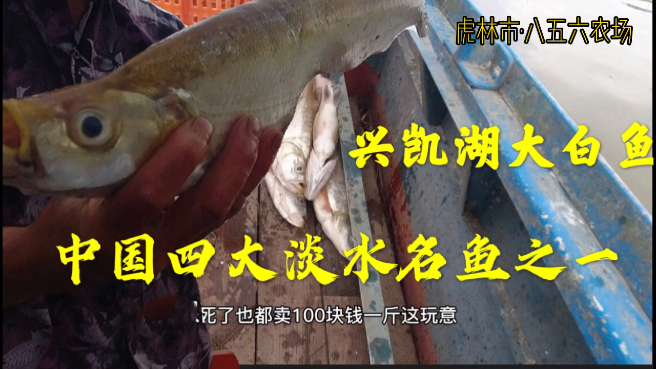 东北渔民老杜伏天起挂网,挂的白鱼都死了,照样能卖100一斤