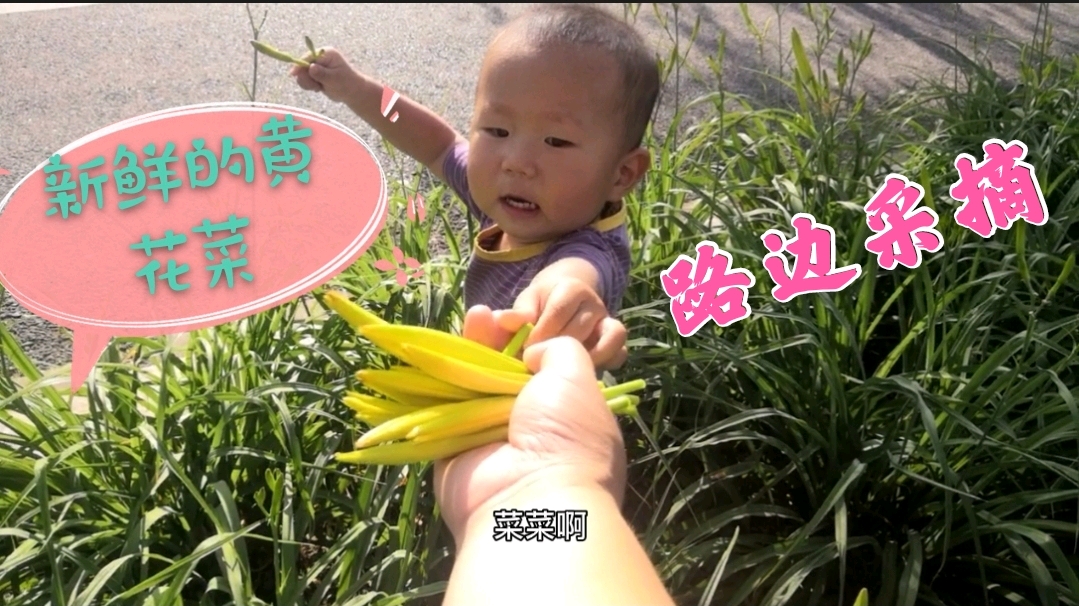 城市的绿化带居然全是黄花菜,娘俩摘的不亦乐乎,回家尝尝鲜