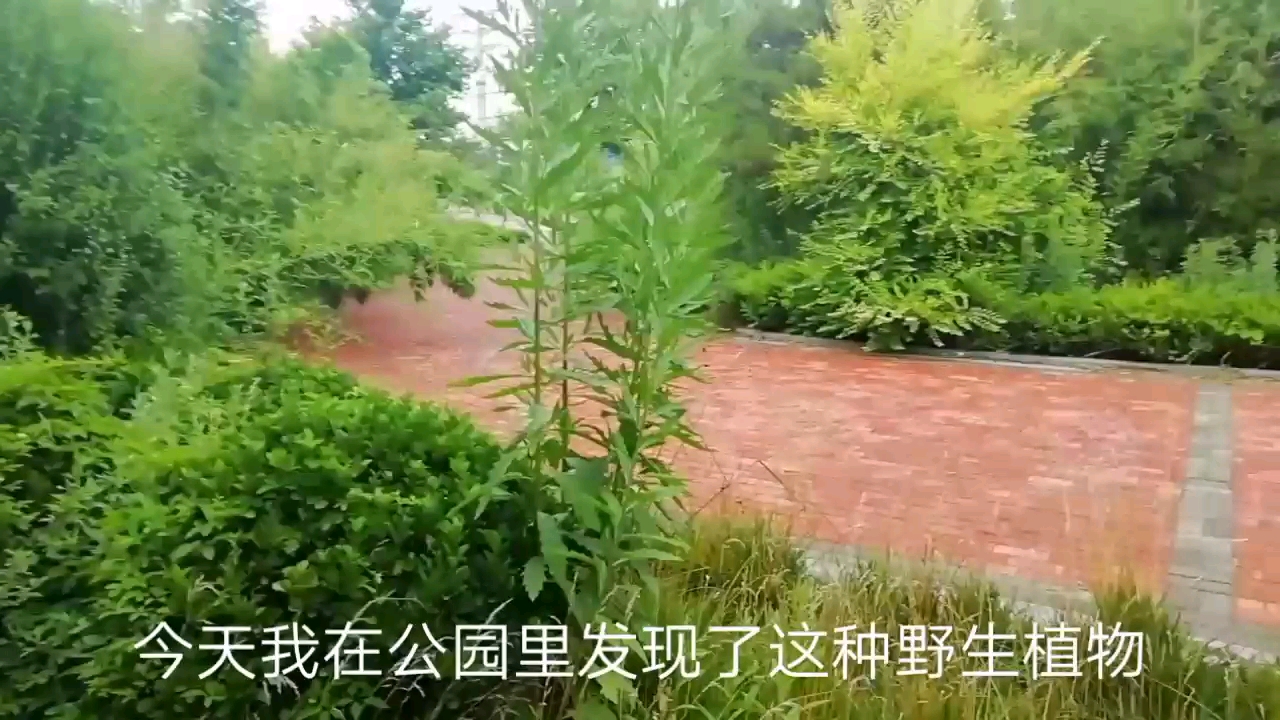 刺儿菜,有利水消肿,凉血止血的作用,也有不少朋友用它来煮粥。