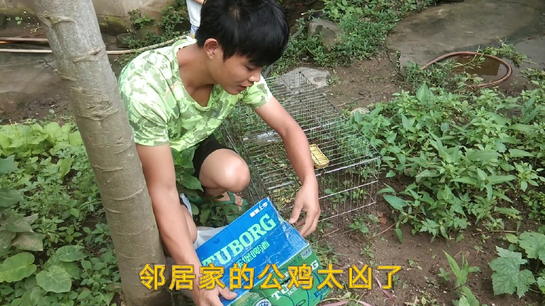 邻居家的公鸡太凶了,小伙只好买斗鸡回来养,两只300元,贵吗?