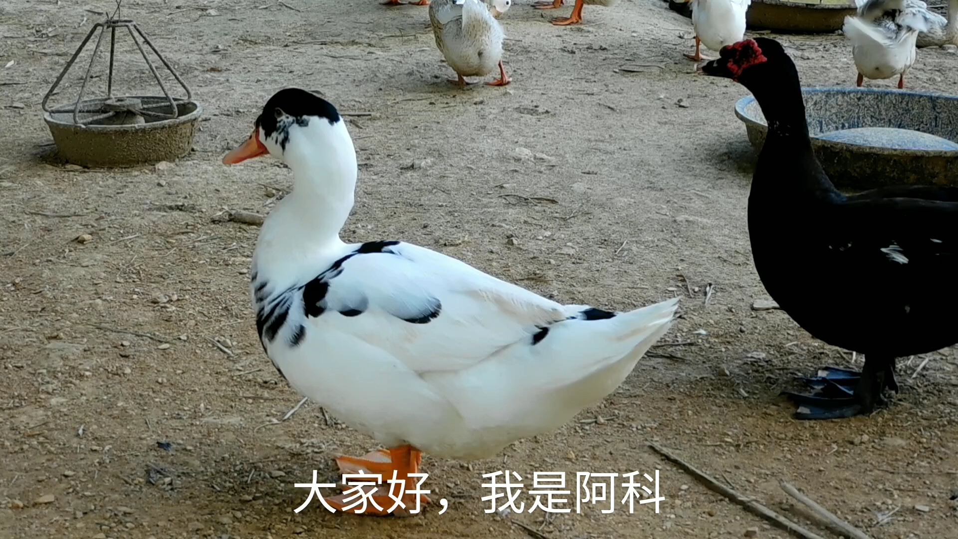 杂番鸭与纯黑番鸭长大后差不多,可身价就差远了
