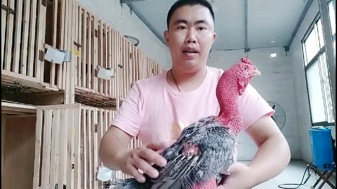 广交天下爱好越南斗鸡的朋友 今天给大家讲解一条灰色母鸡毛