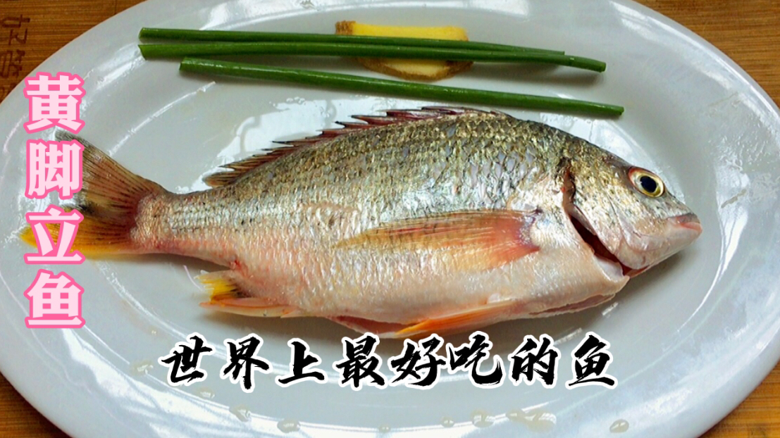 蔡澜先生喜欢吃的黄脚立鱼,广东潮汕特色做法,鲜嫩细腻无腥味