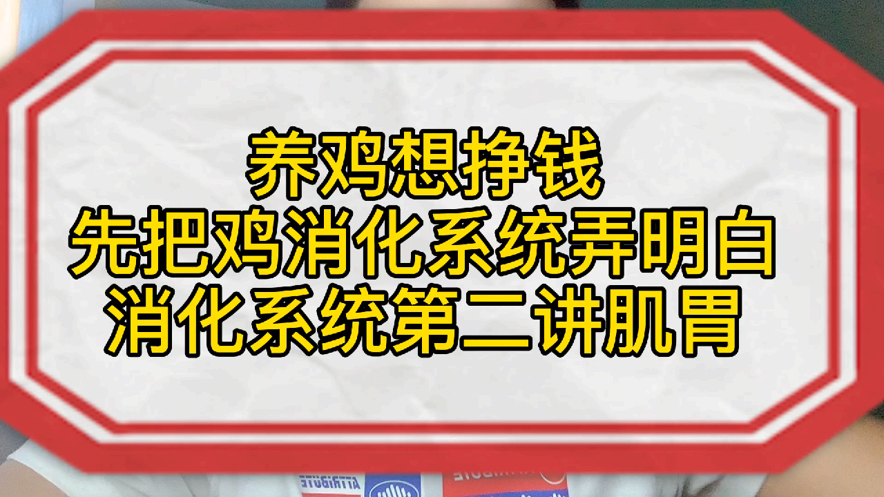 养鸡想挣钱,先把鸡消化系统弄明白,消化系统第二讲肌胃
