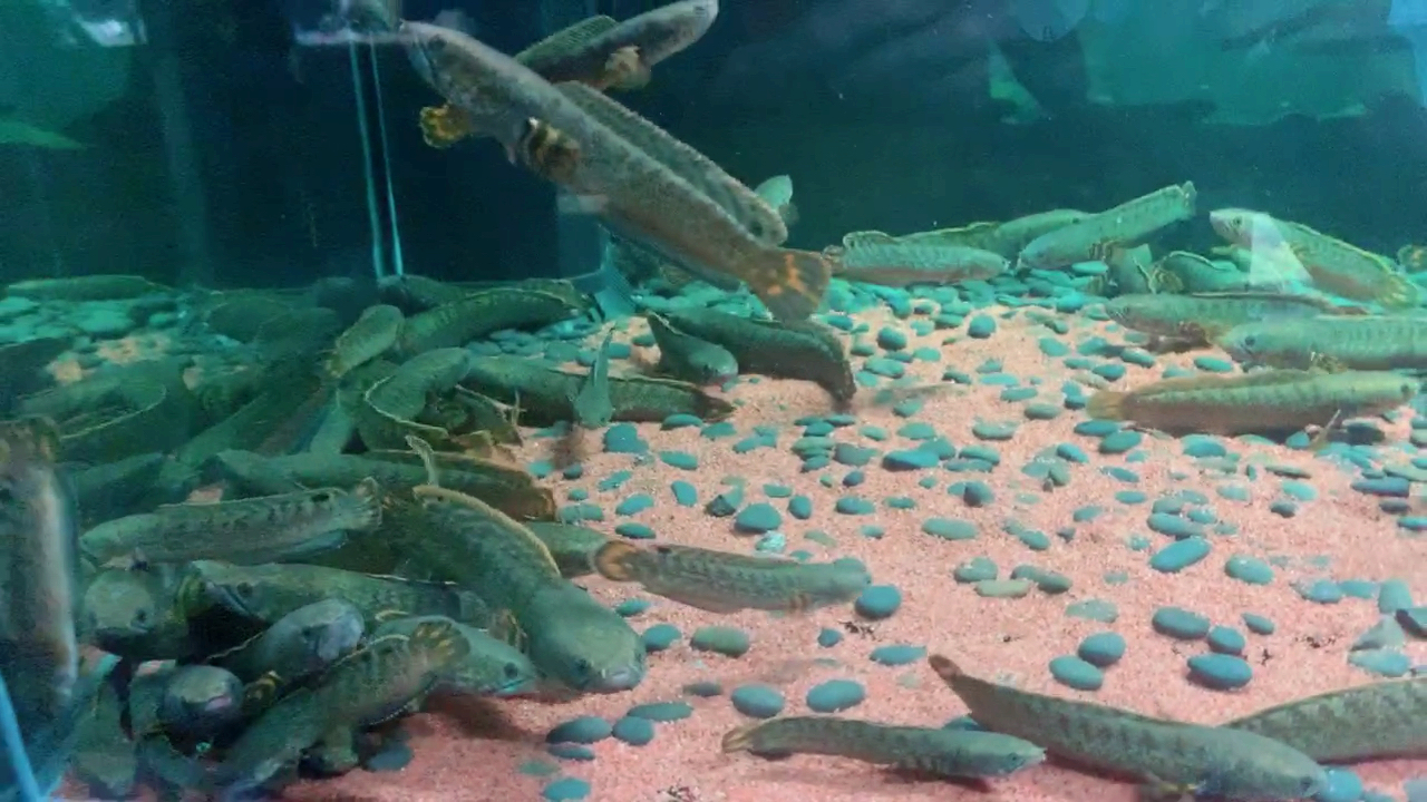 巧克力七彩雷龙鱼8-12cm左右