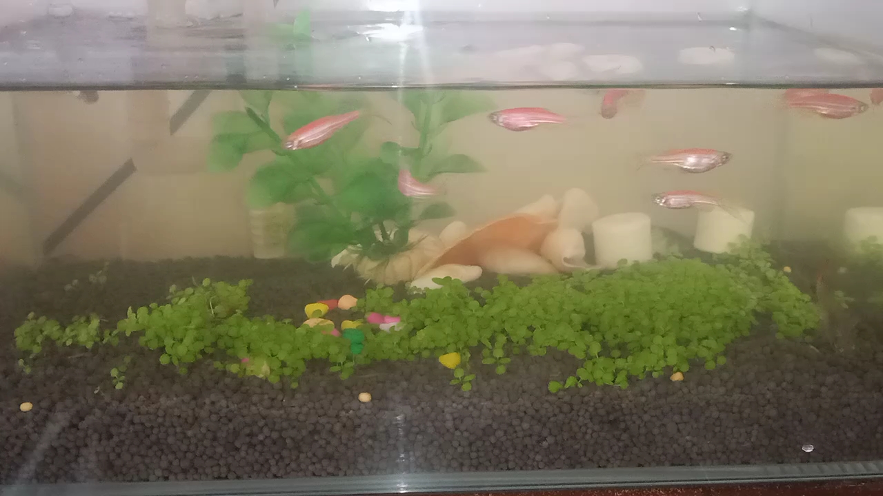 生态缸养殖  孔雀鱼和斑马鱼混养