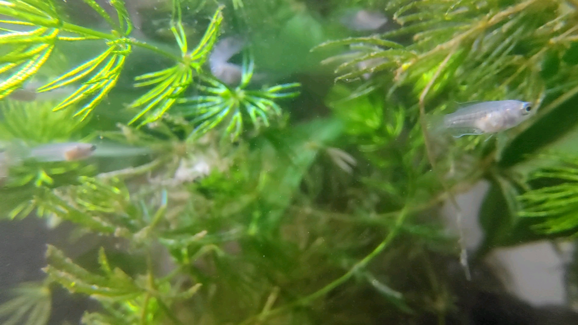 记录小斗鱼成长过程#微距摄影#