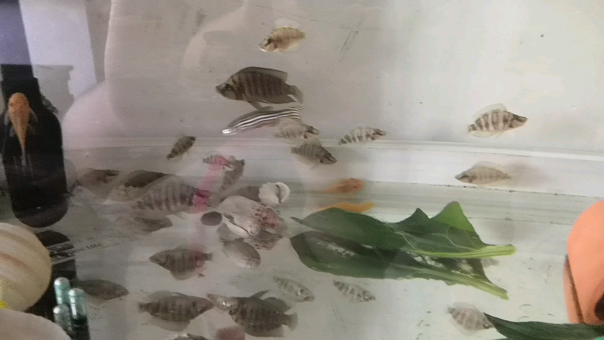 三湖鱼黄金虎 半年下三窝了