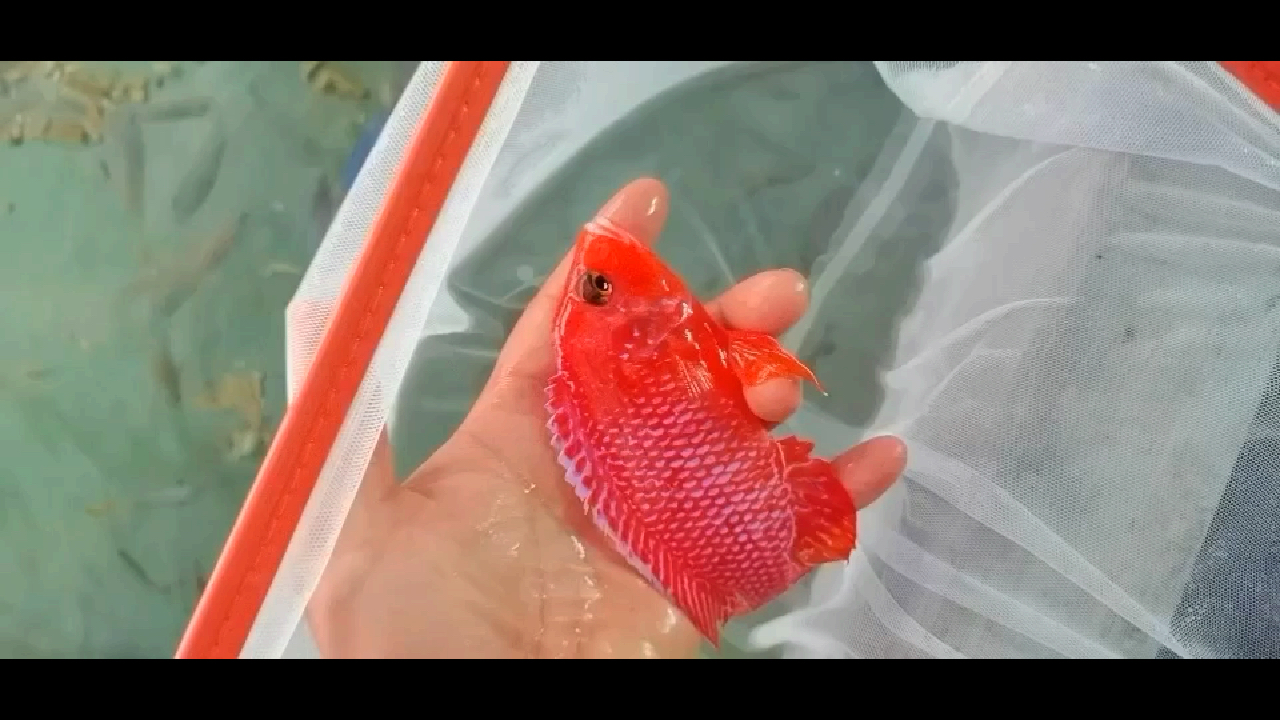 三湖慈鲷 火焰红-极品(龙血火焰红)种鱼4号展示