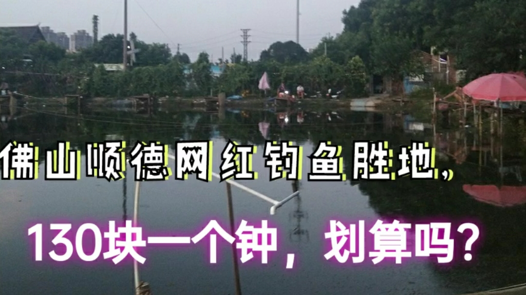 佛山顺德容桂钓鱼好去处,钓到的鱼老板还回收,超多人去的