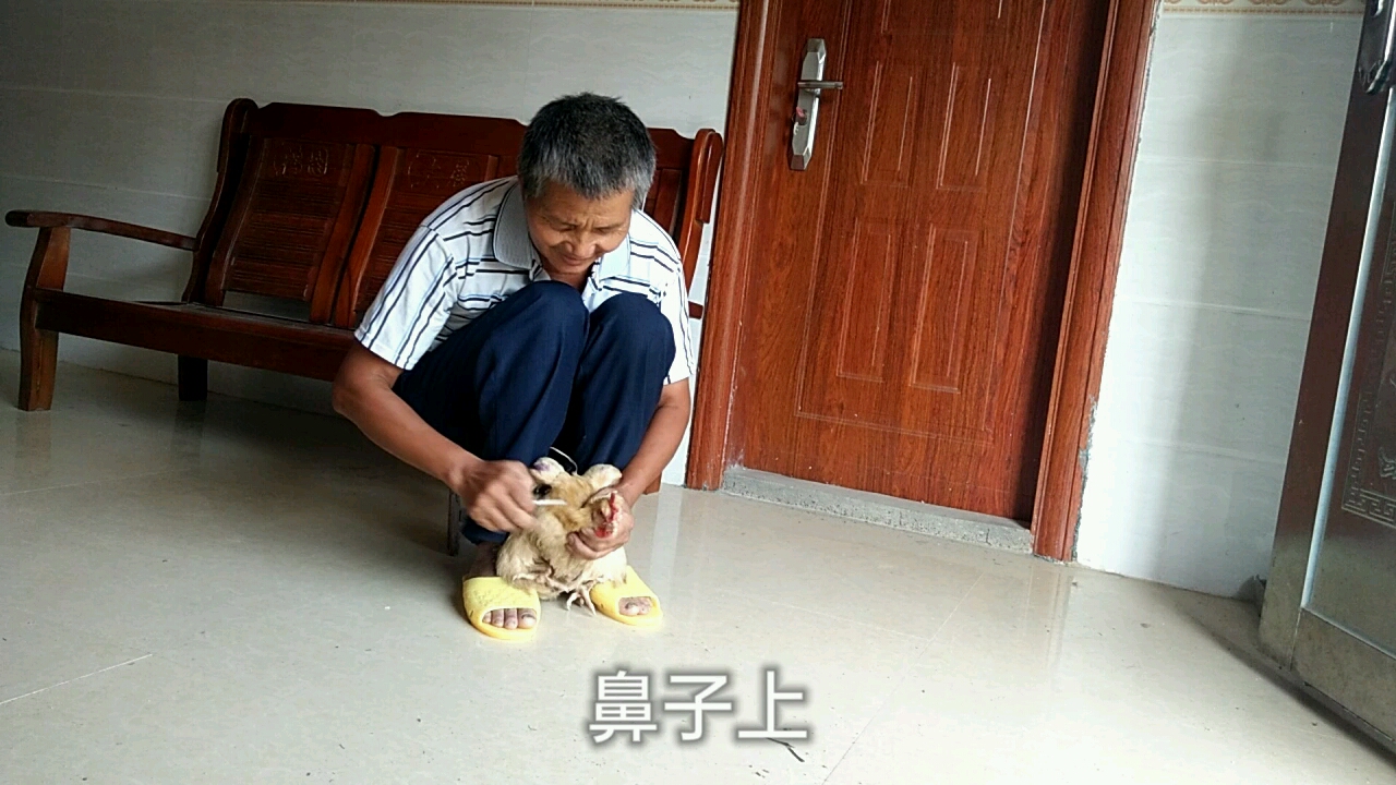 母鸡产蛋一段时间后会抱窝,如果不想让它抱窝,几招两三天不抱窝