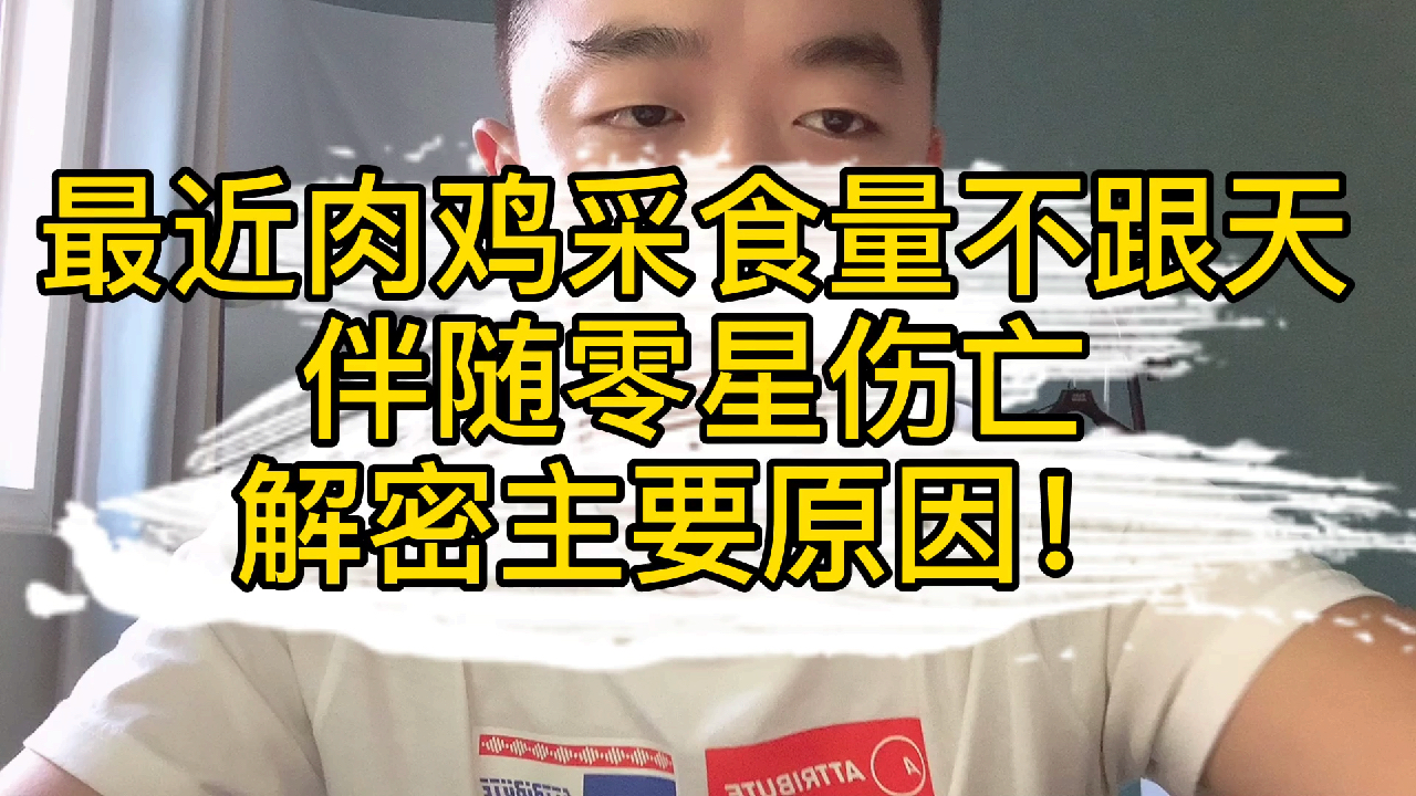 最近肉鸡采食量不跟天,伴随零星伤亡,解密最主要原因!