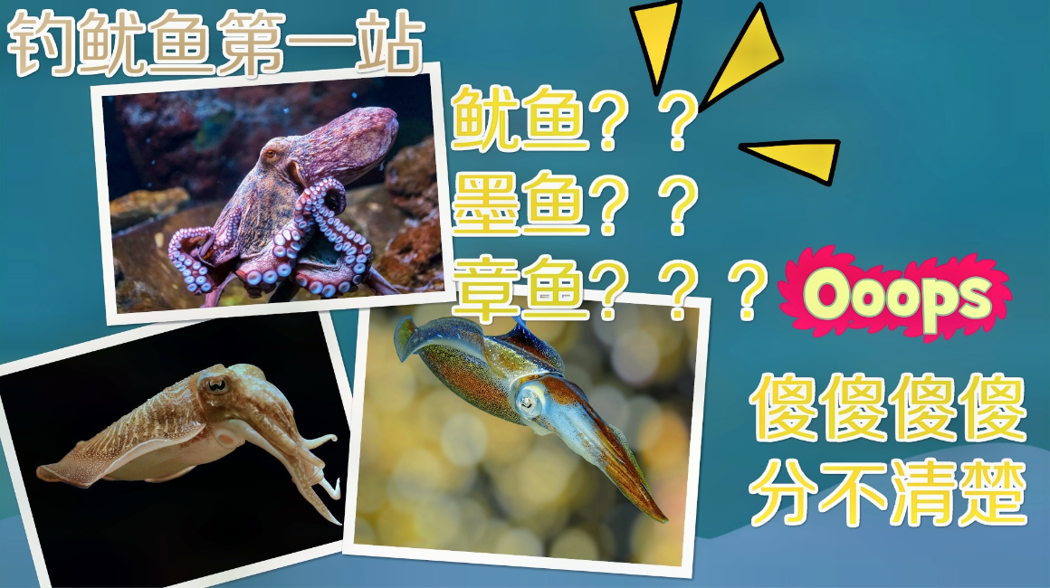 钓鱿先遣:如何区分鱿鱼墨鱼章鱼#钓鱿#鱿鱼 以及它们各自的特