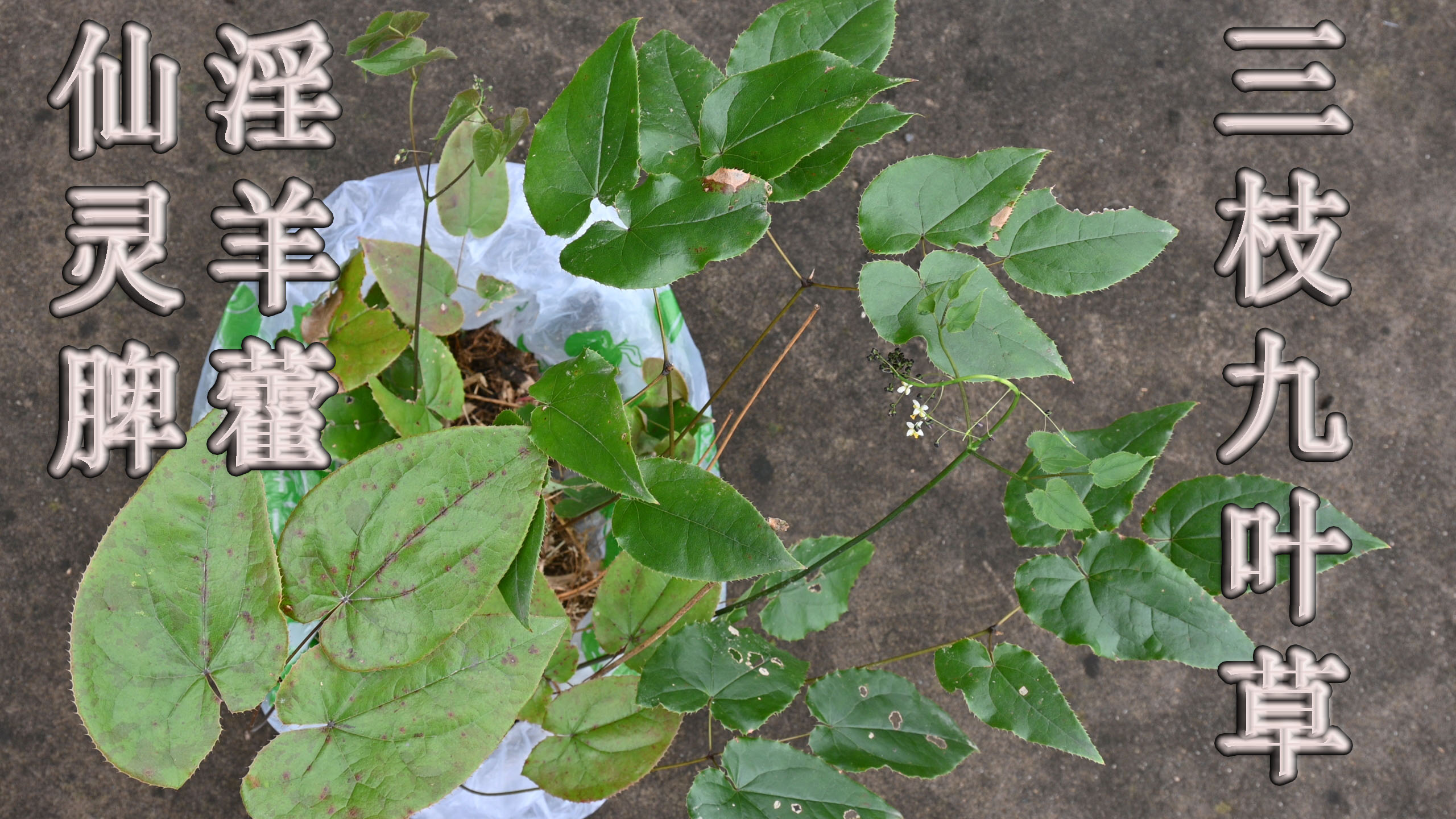 挖了几棵“淫羊藿”种植,又名三枝九叶草,您知道有什么用吗?