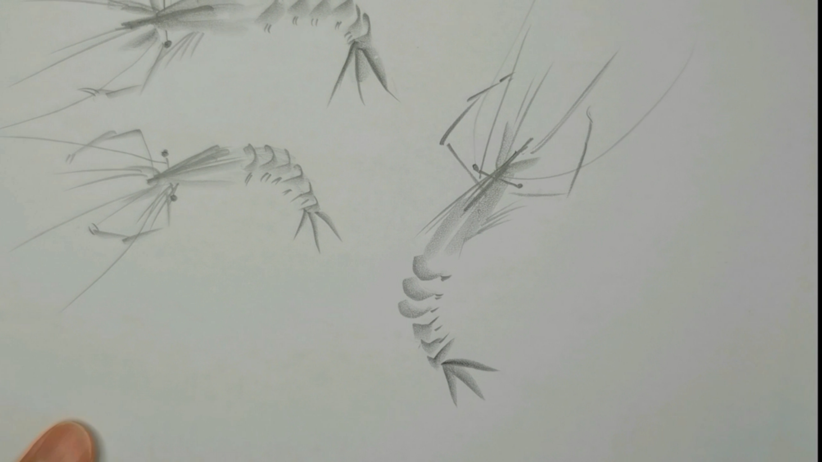 牛人铅笔当毛笔画国画虾
