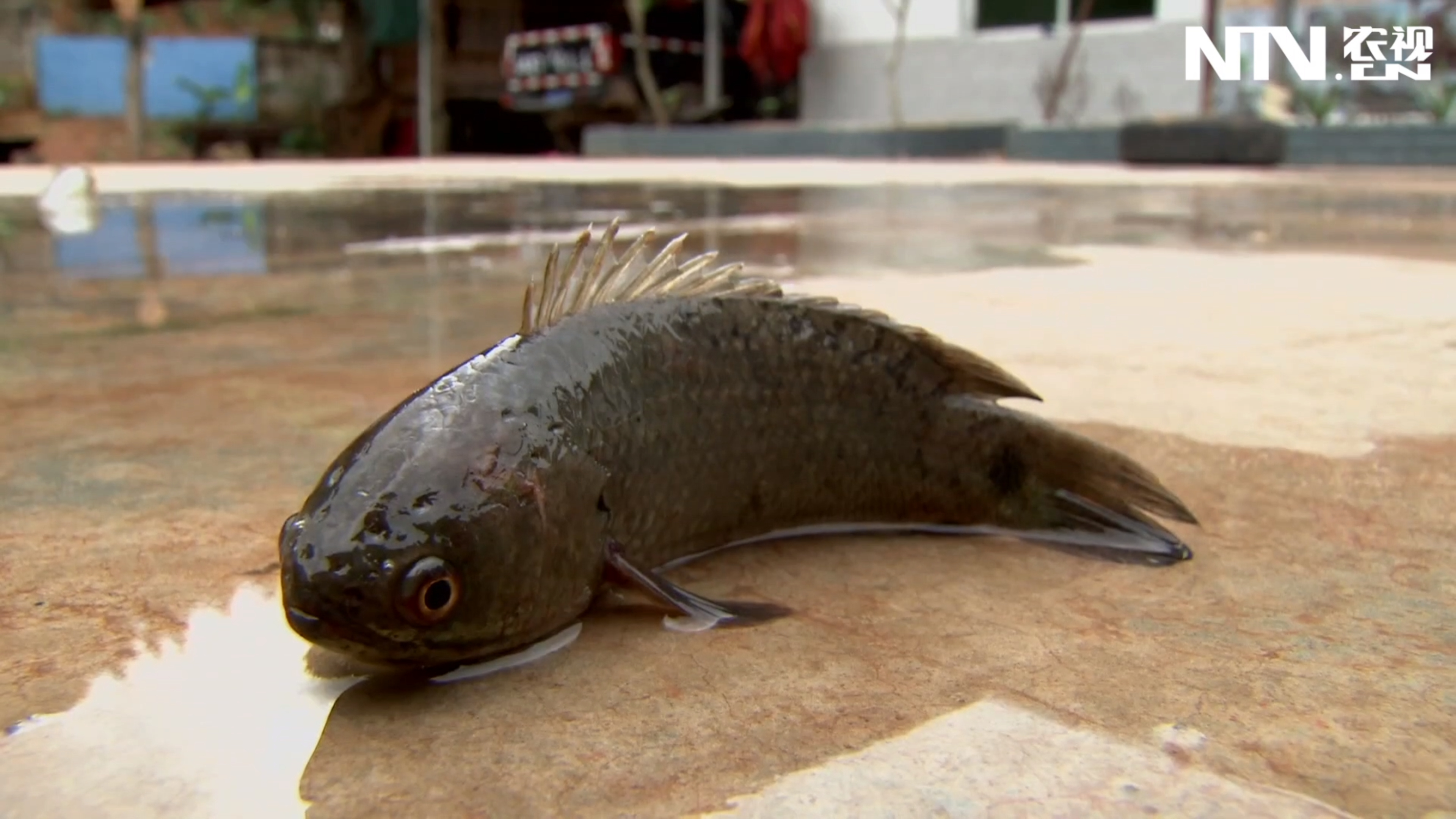 会走路的鱼——攀鲈!正经科普,赶紧来看!