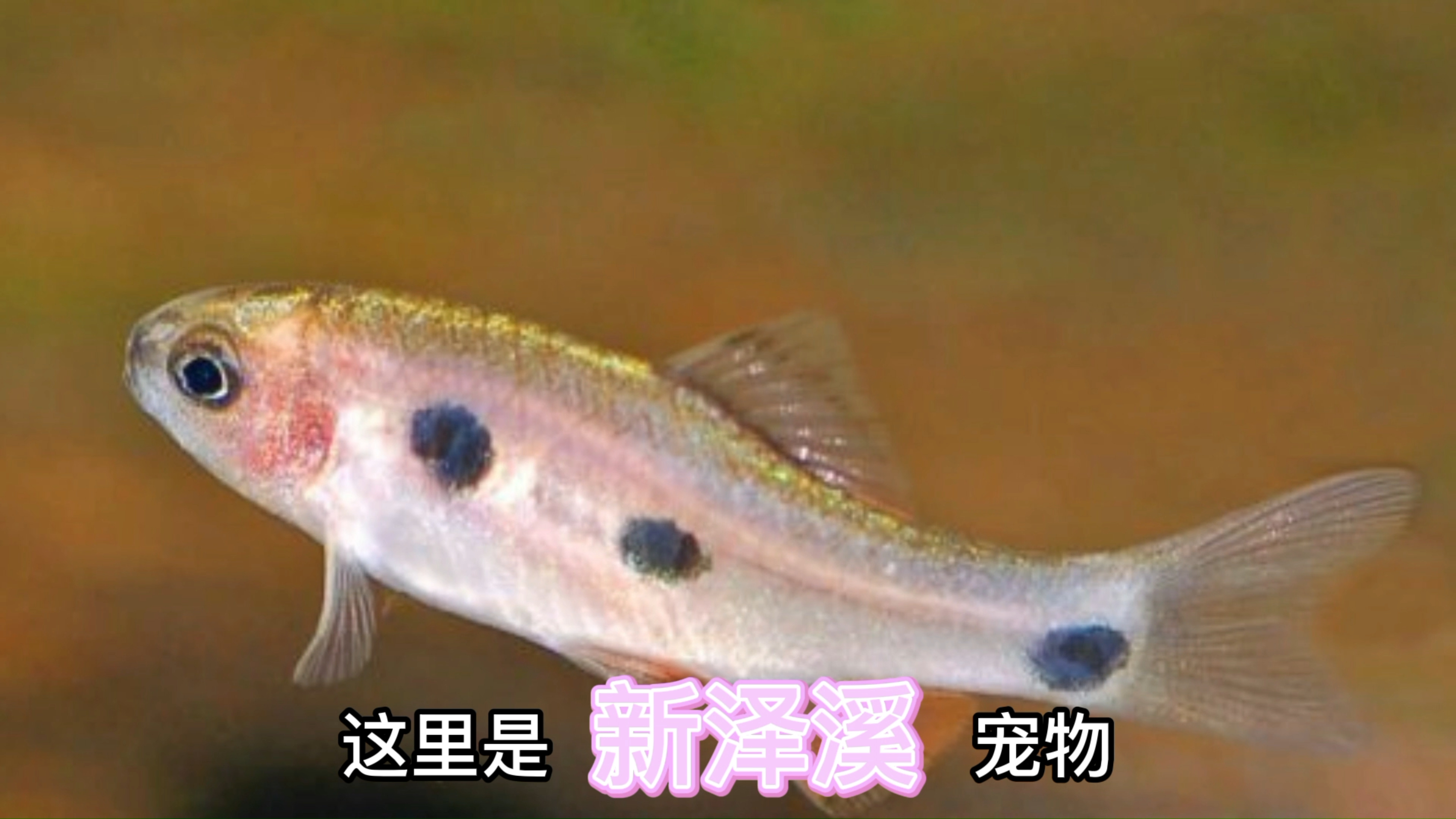 一起看看水中“荧光灯”灯科鱼怎样繁殖吧