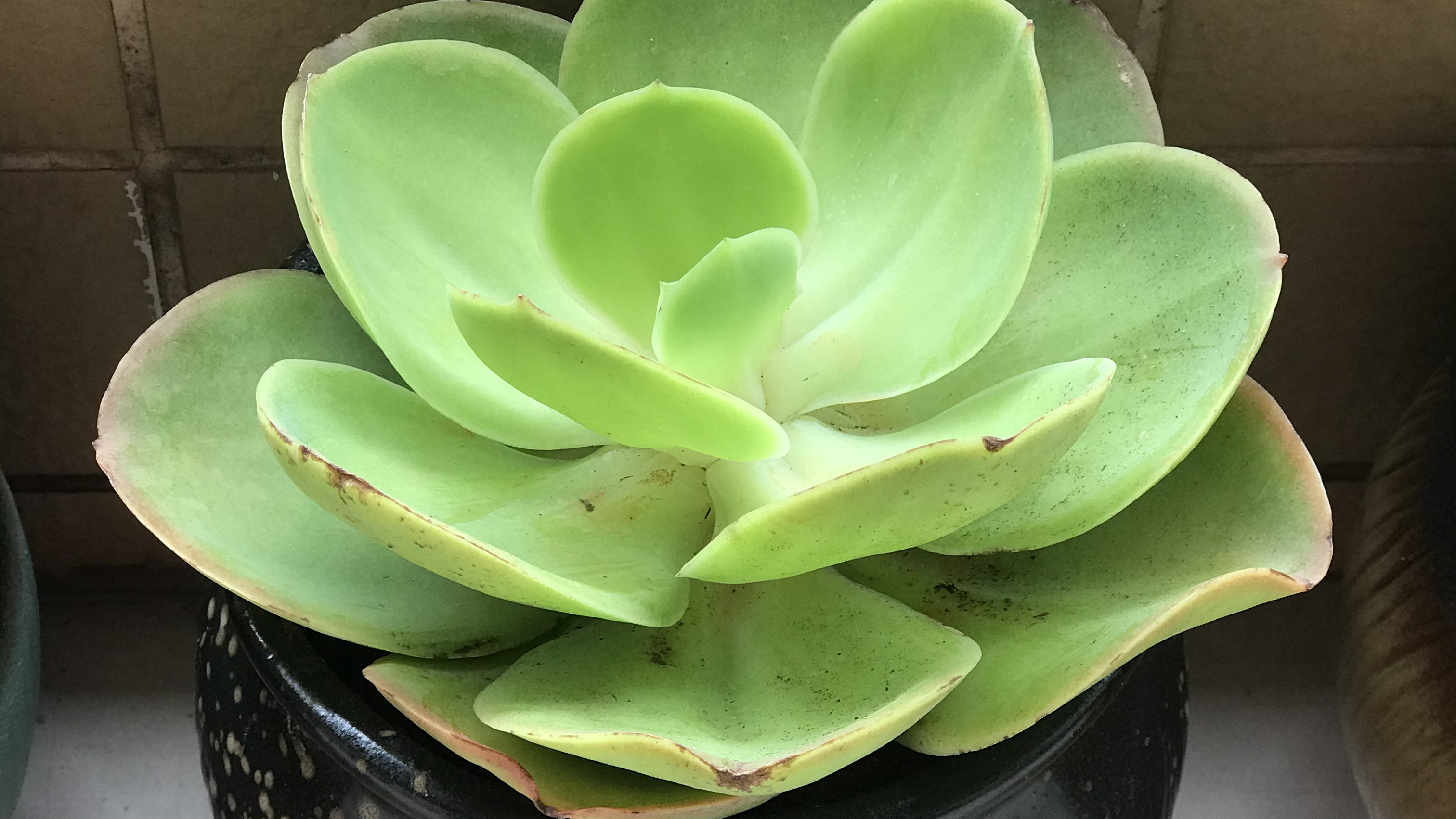 柠檬卷多肉皮实好养又养眼