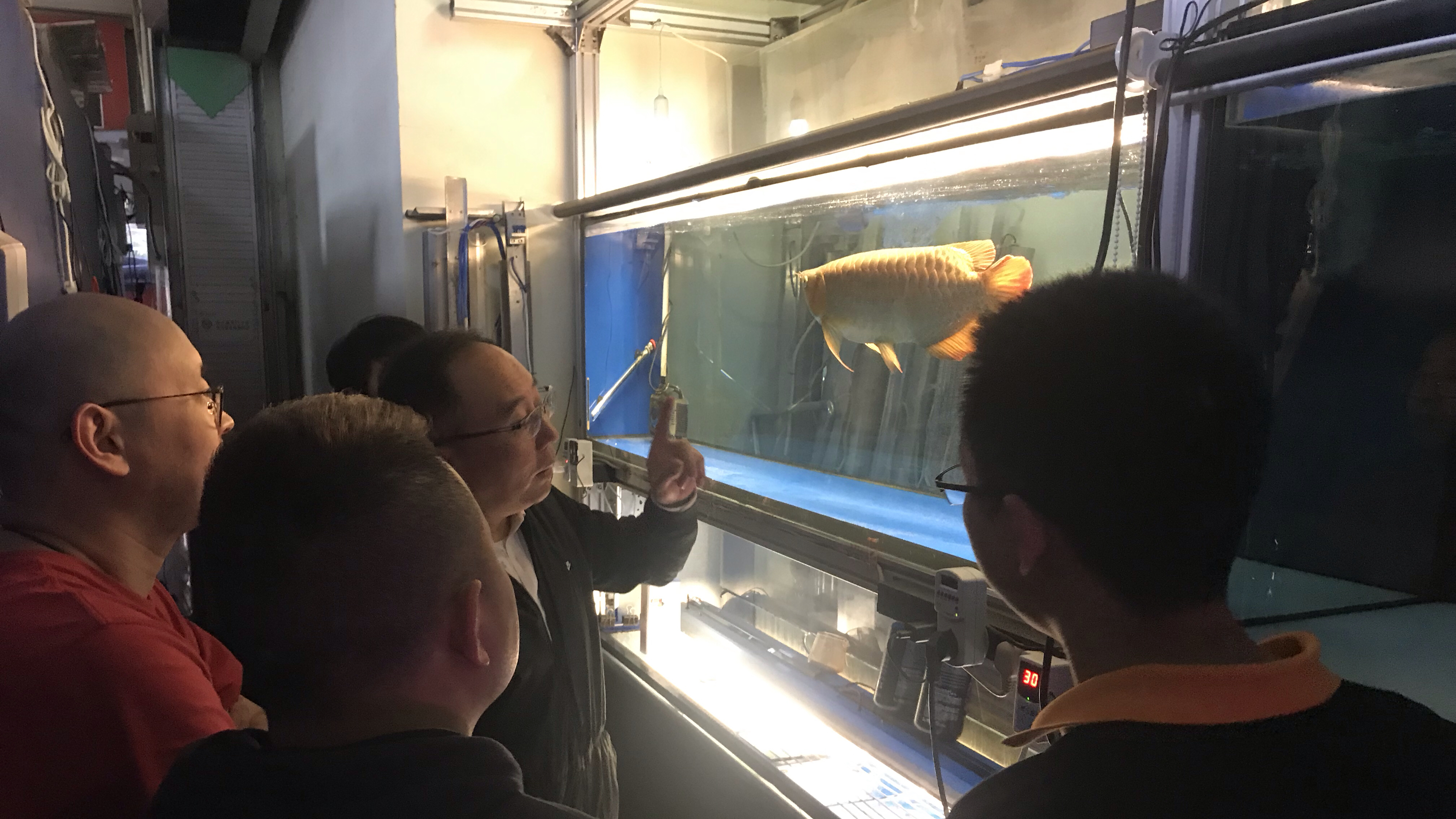 171号先用白缸后用黑缸养红龙鱼好吗