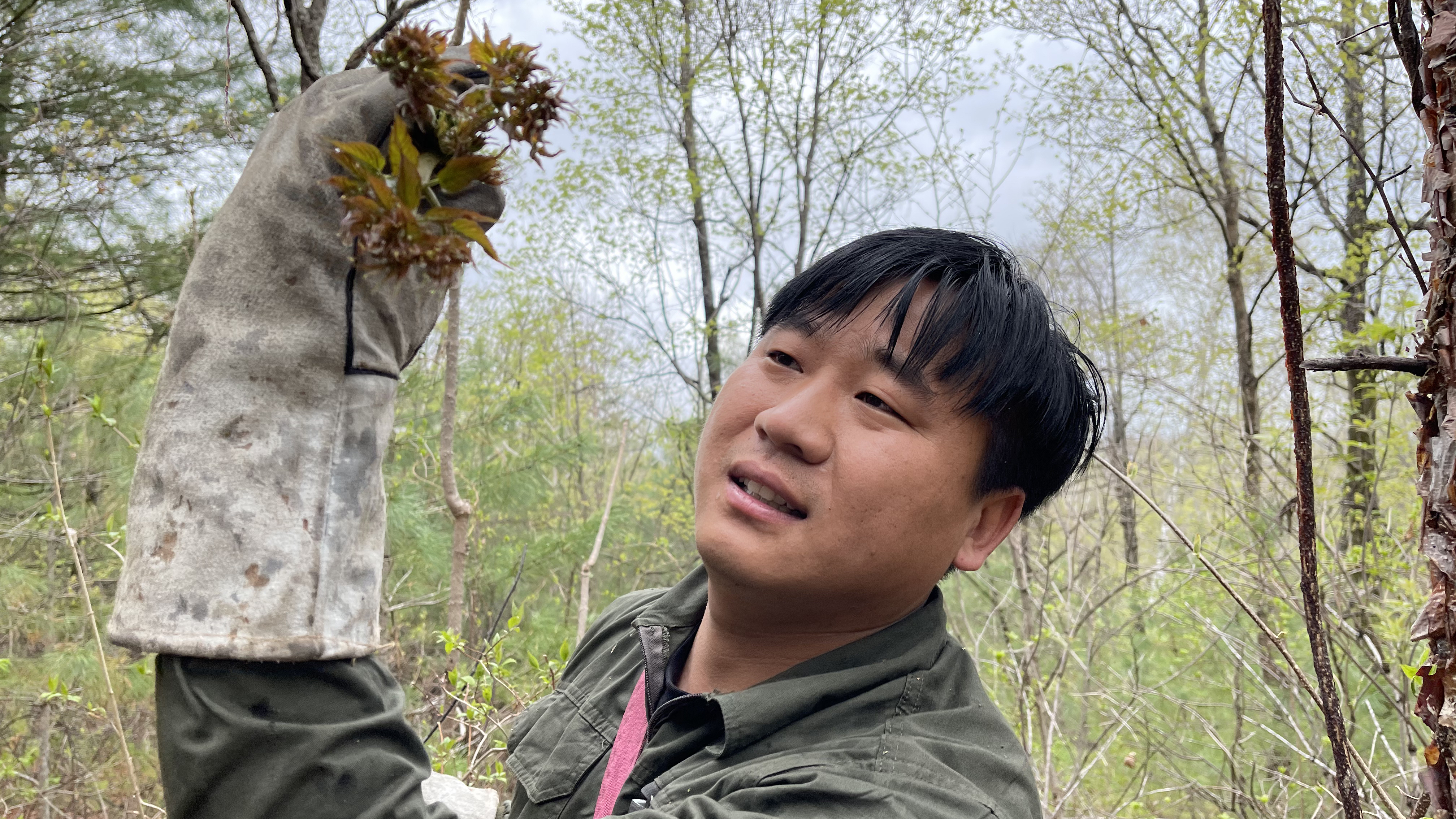 跟老妈采刺嫩芽,这边的是真胖,真好呀!